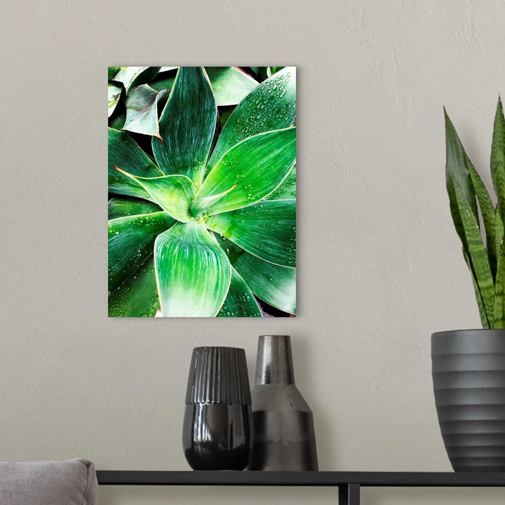 A modern room featuring Green Tropical Succulent IV