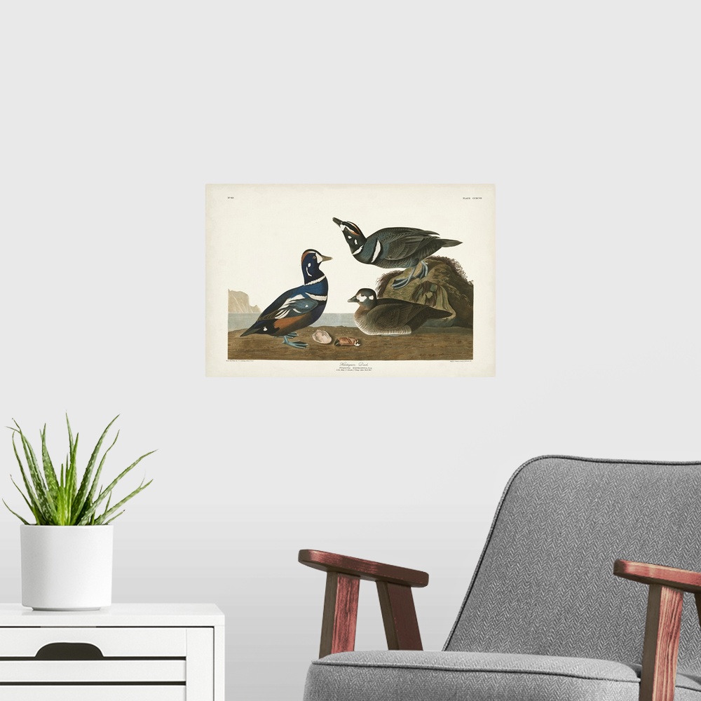 A modern room featuring Harlequin Duck