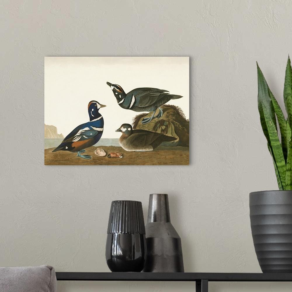 A modern room featuring Harlequin Duck