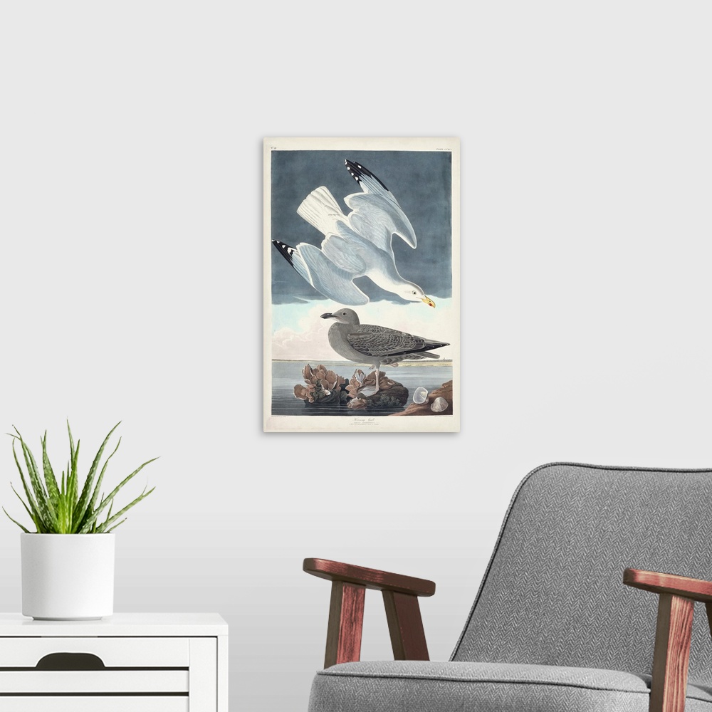 A modern room featuring Herring Gull