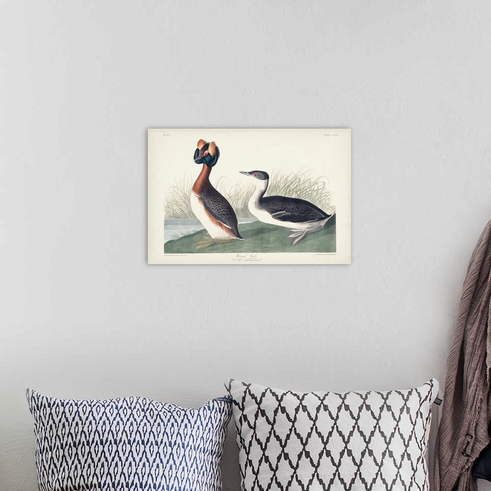 A bohemian room featuring Horned Grebe