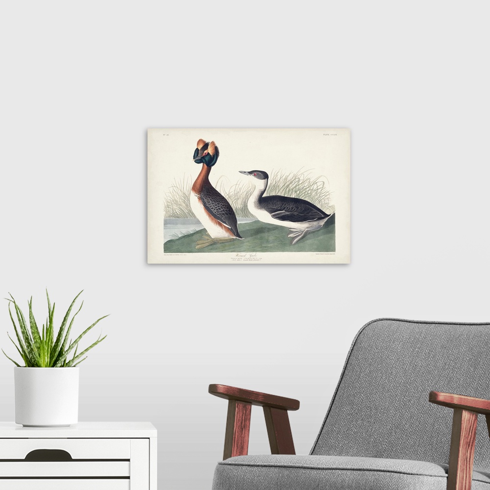 A modern room featuring Horned Grebe
