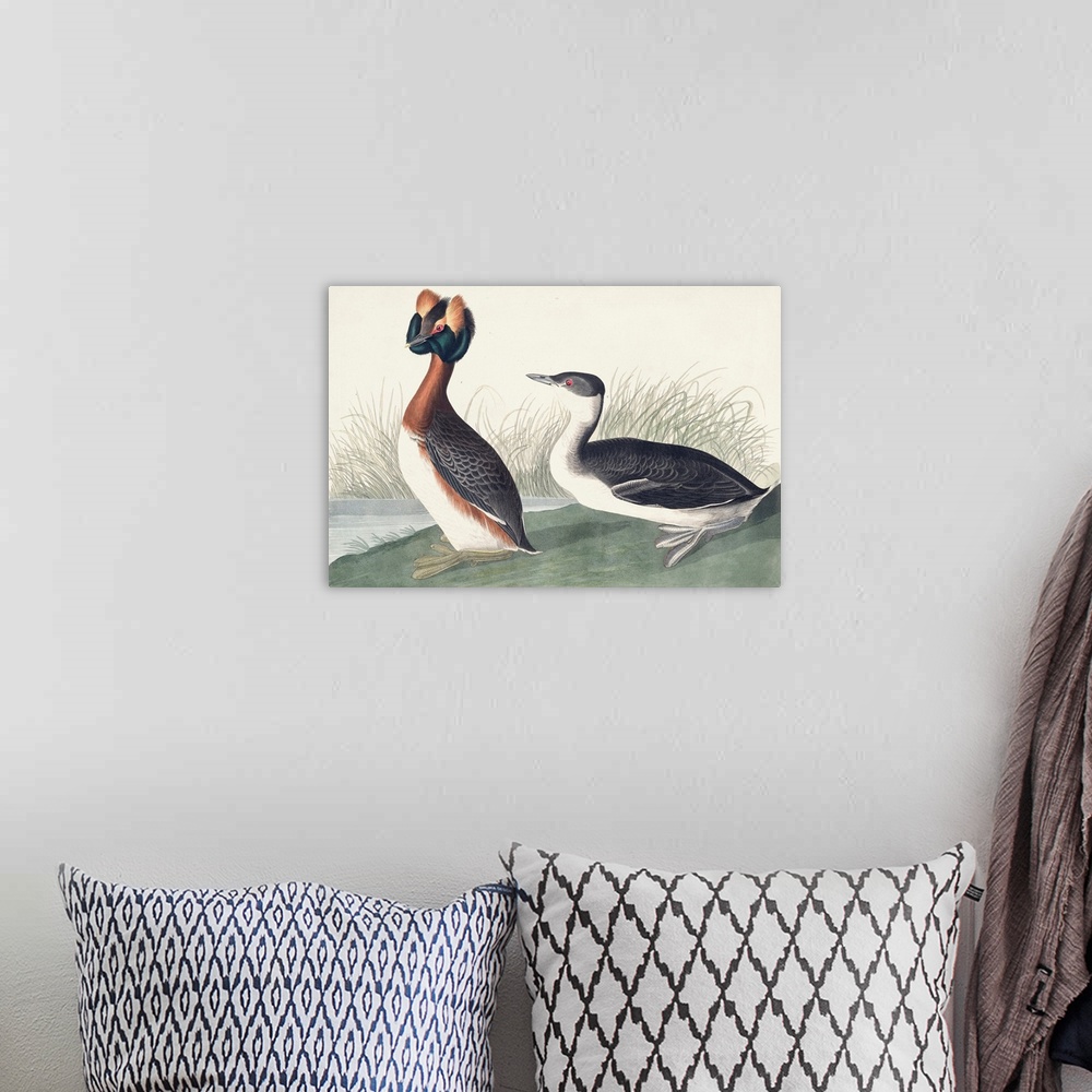 A bohemian room featuring Horned Grebe