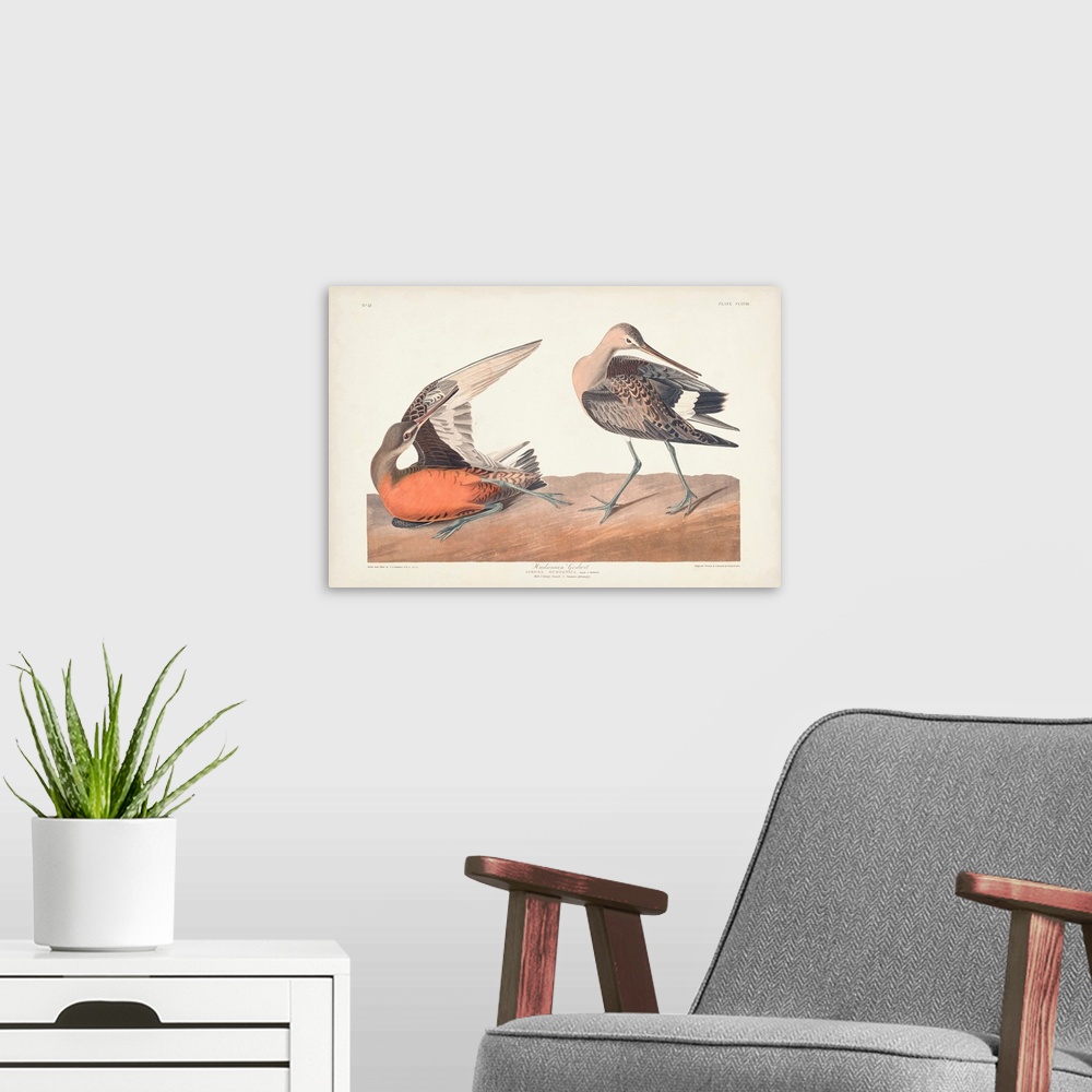 A modern room featuring Hudsonian Godwit