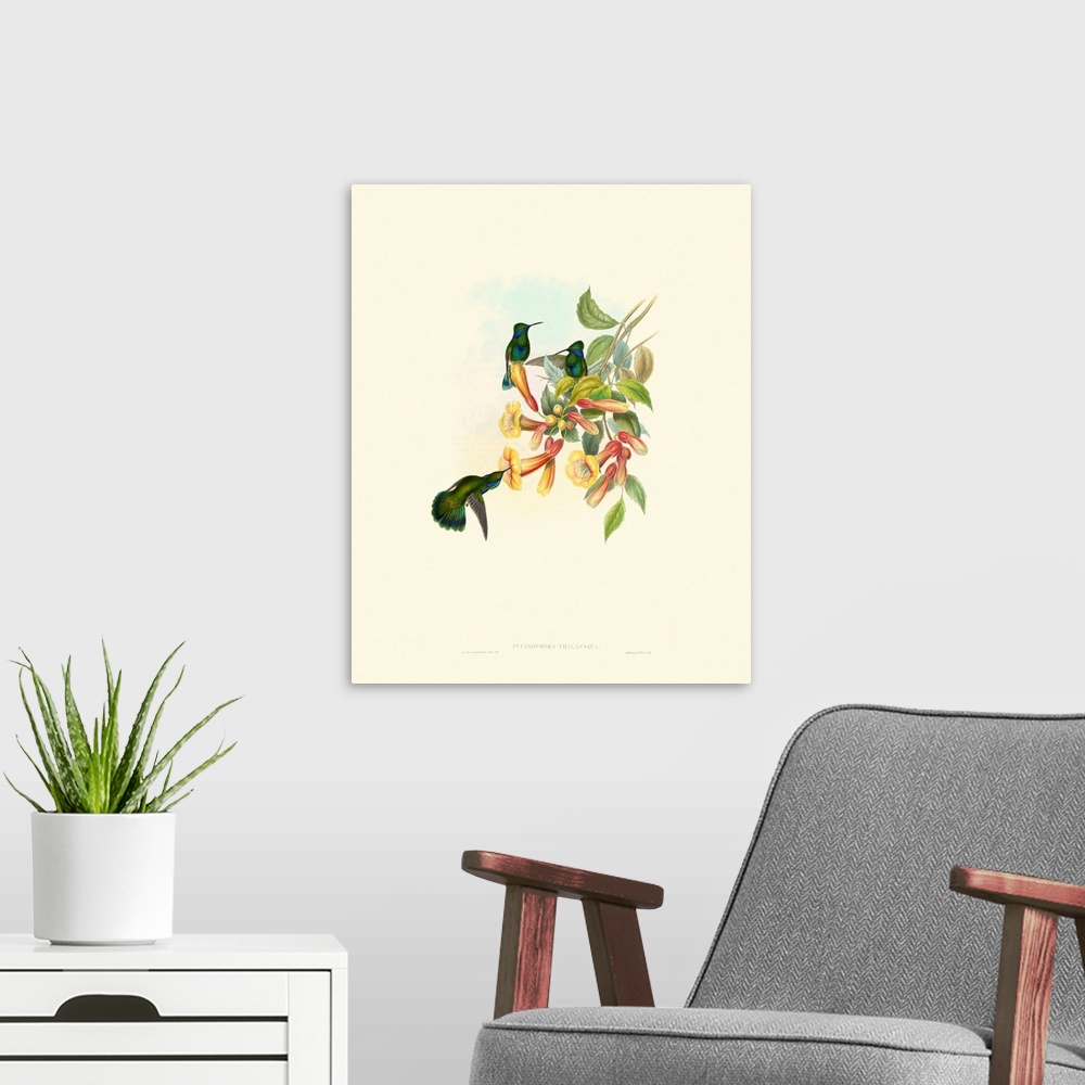 A modern room featuring Hummingbird Delight IX
