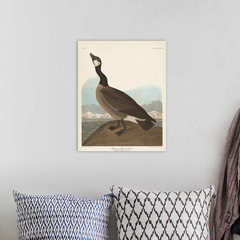 A bohemian room featuring Hutchinss Barnacle Goose