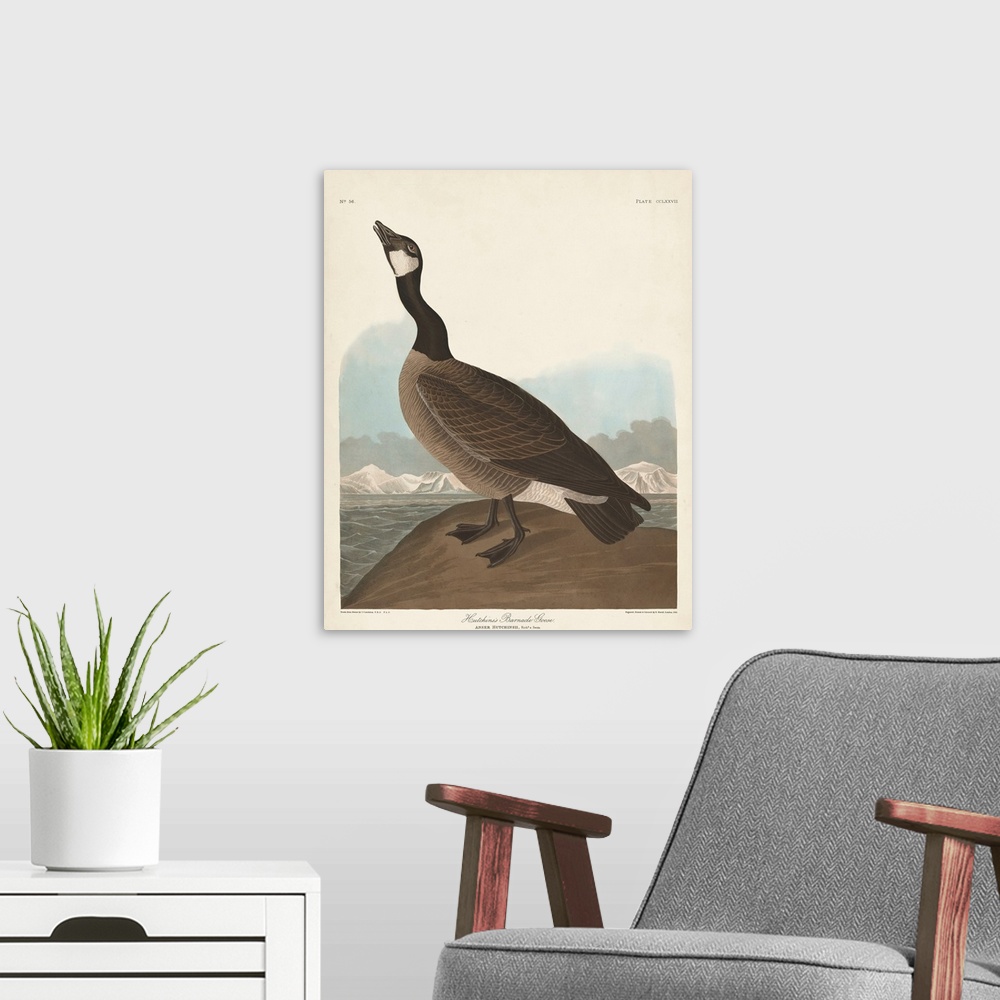 A modern room featuring Hutchinss Barnacle Goose