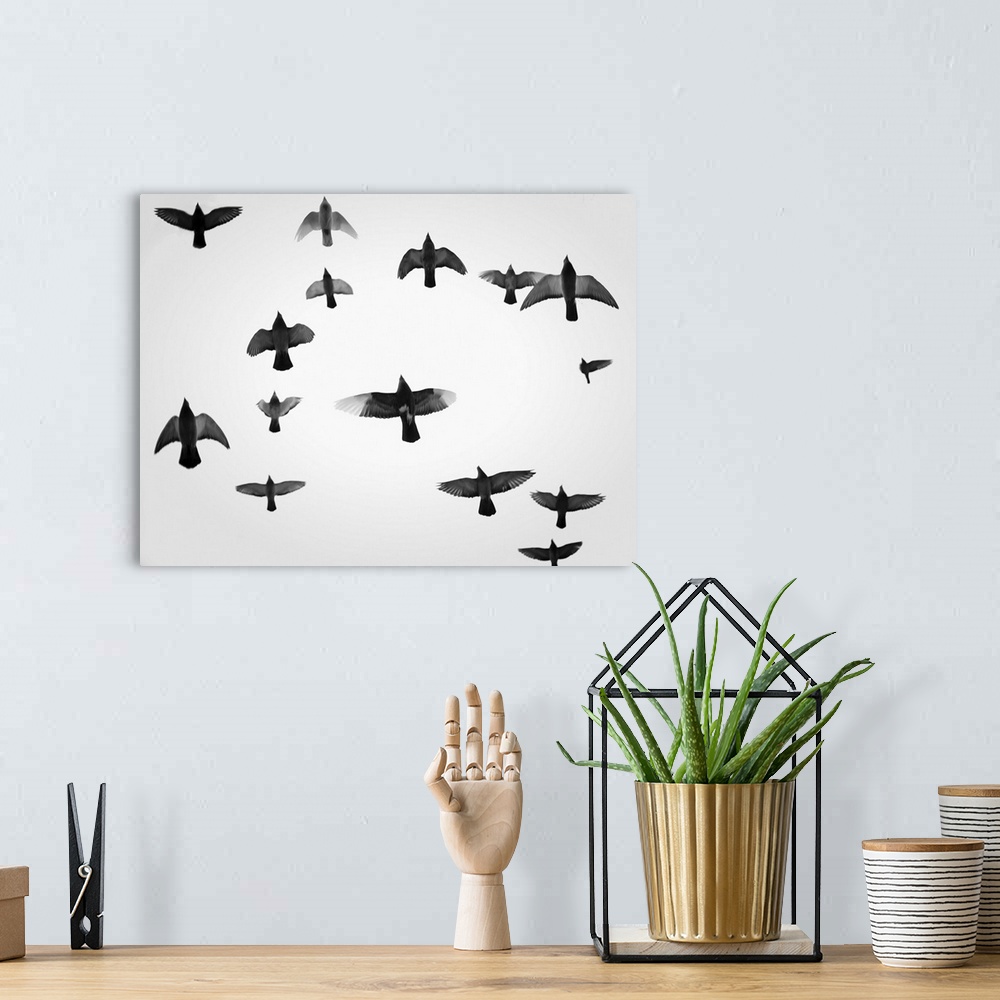 A bohemian room featuring Fine art photo of a flock of pigeons in flight, seen overhead.
