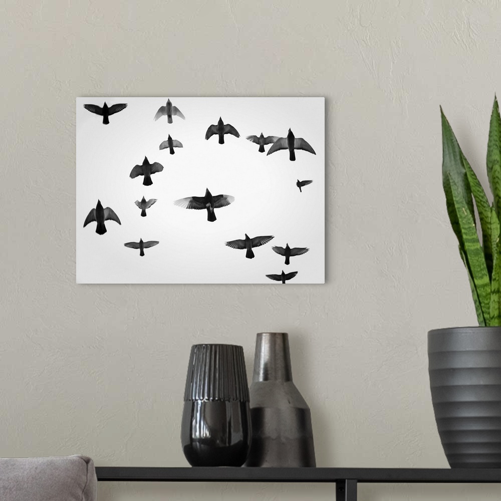 A modern room featuring Fine art photo of a flock of pigeons in flight, seen overhead.