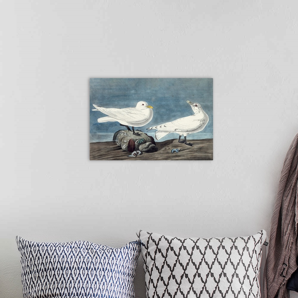 A bohemian room featuring Ivory Gull