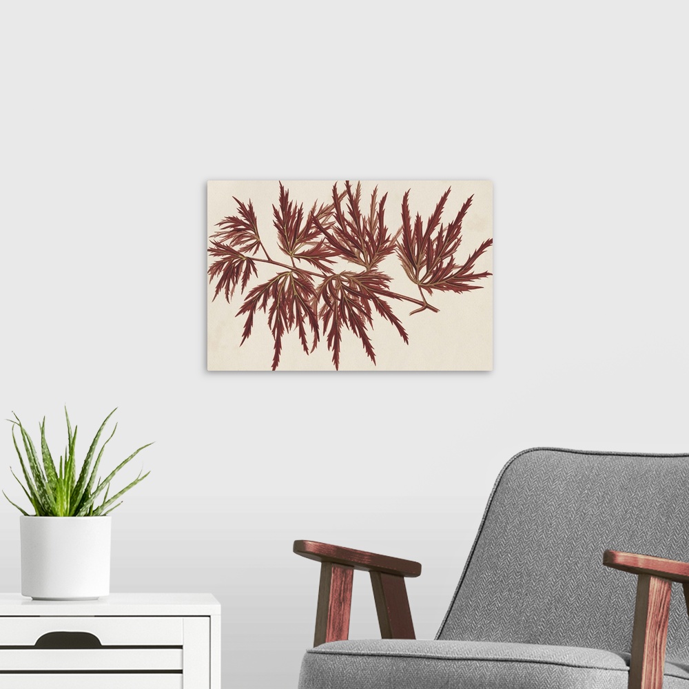 A modern room featuring Study of deep red maple leaves.