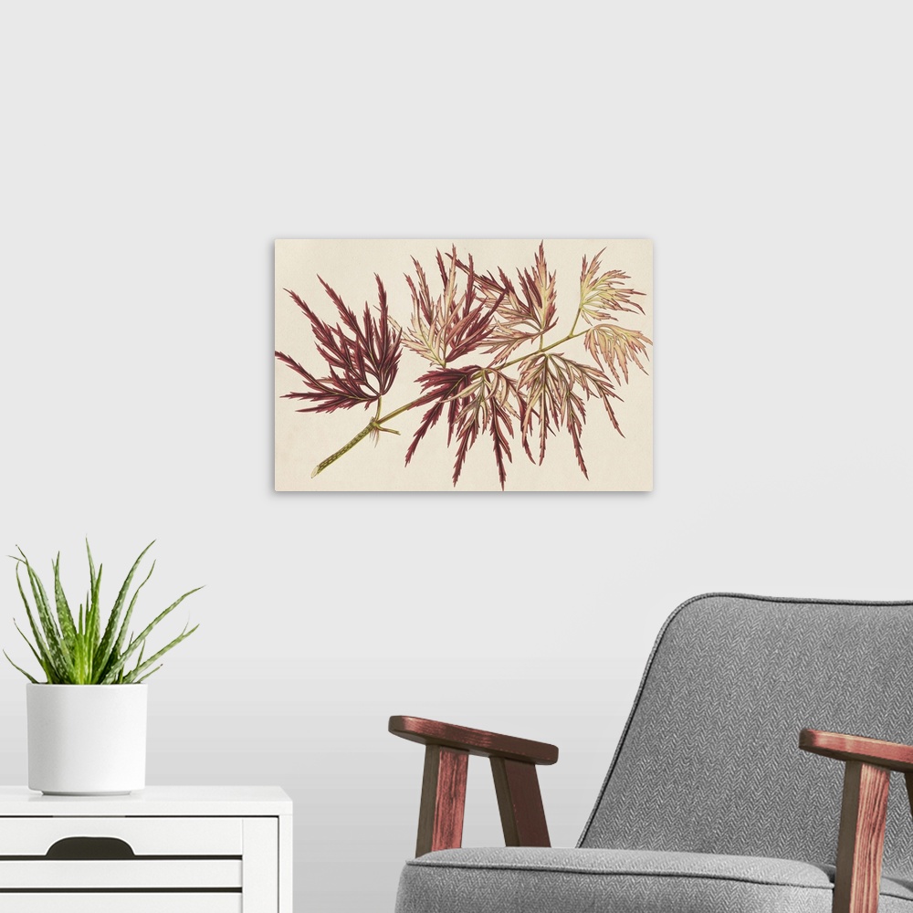 A modern room featuring Study of deep red maple leaves.
