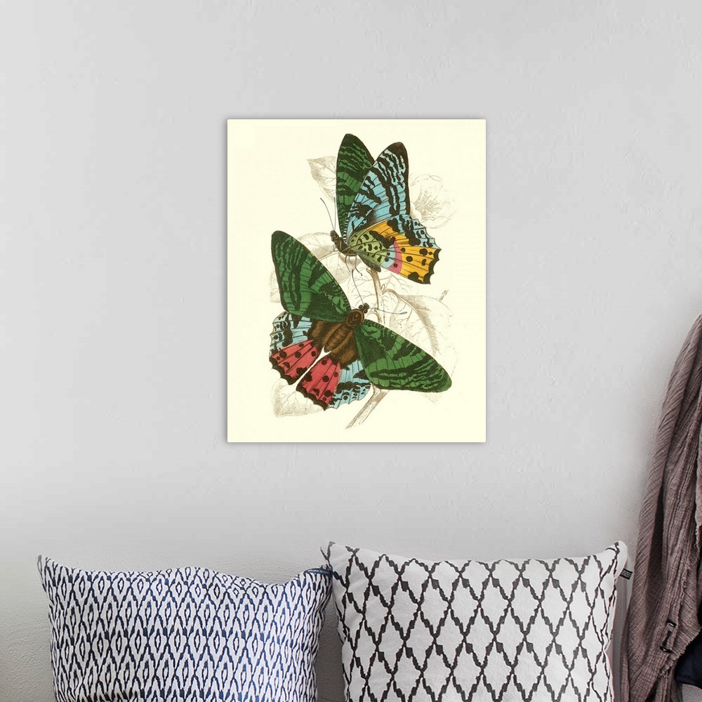 A bohemian room featuring Jardine Butterflies III