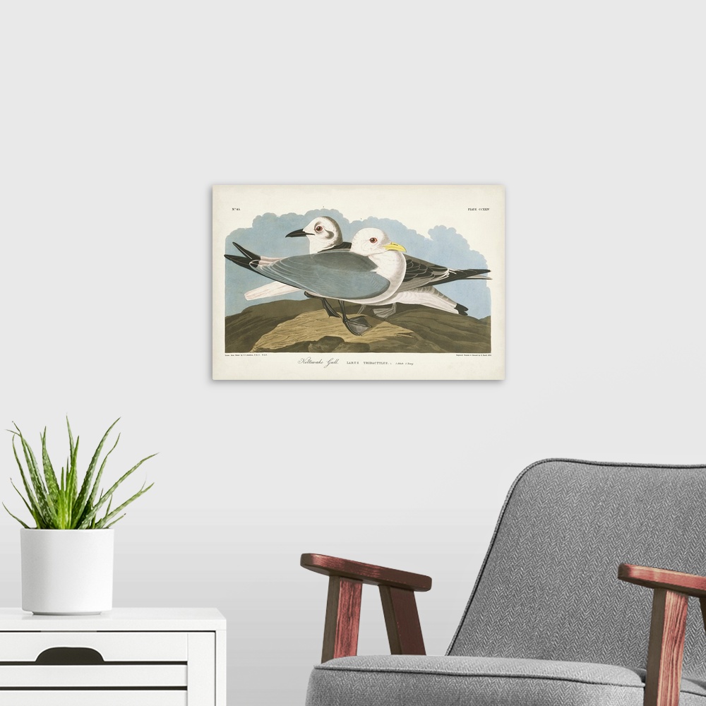 A modern room featuring Kittiwake Gull