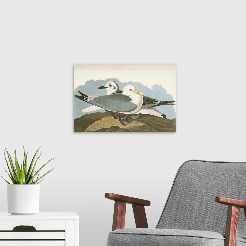 A modern room featuring Kittiwake Gull