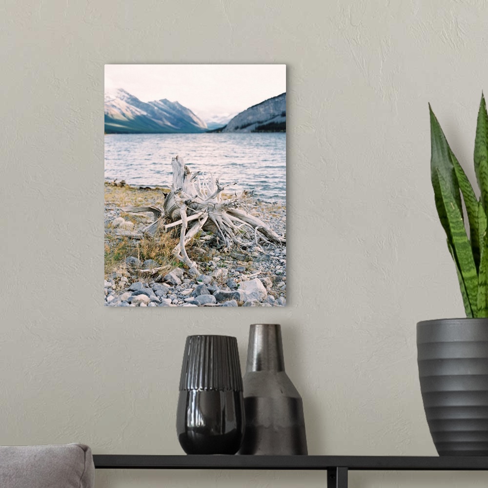 A modern room featuring Photograph of driftwood on the shore of Moraine Lake, Banff, Canada.