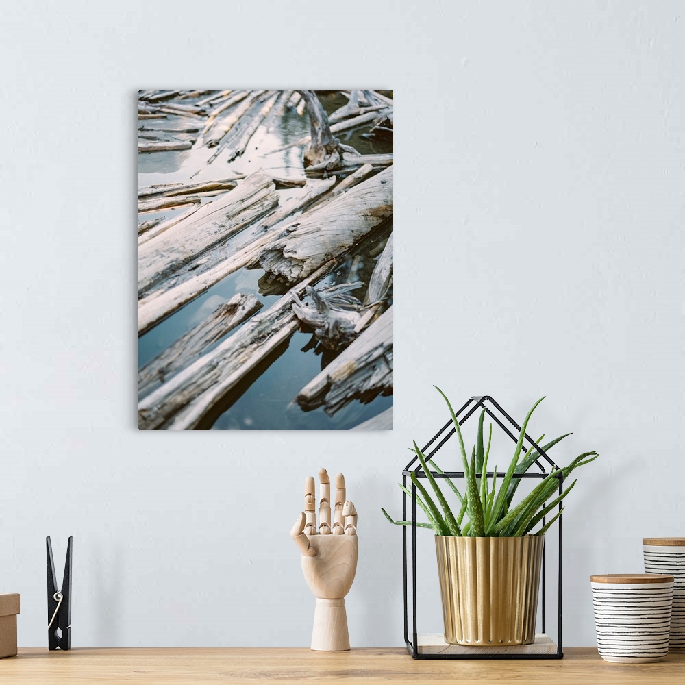 A bohemian room featuring Photograph of driftwood on the shore of Moraine Lake, Banff, Canada.
