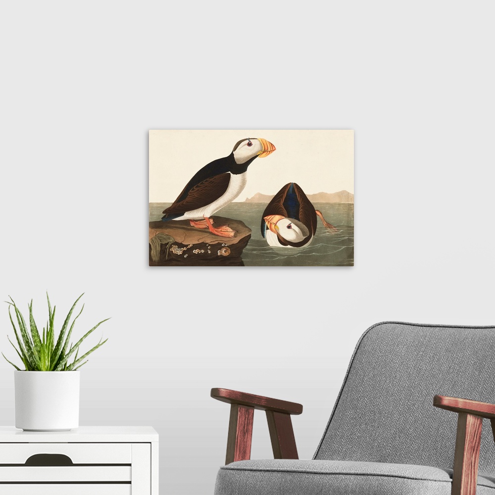 A modern room featuring Large-Billed Puffin