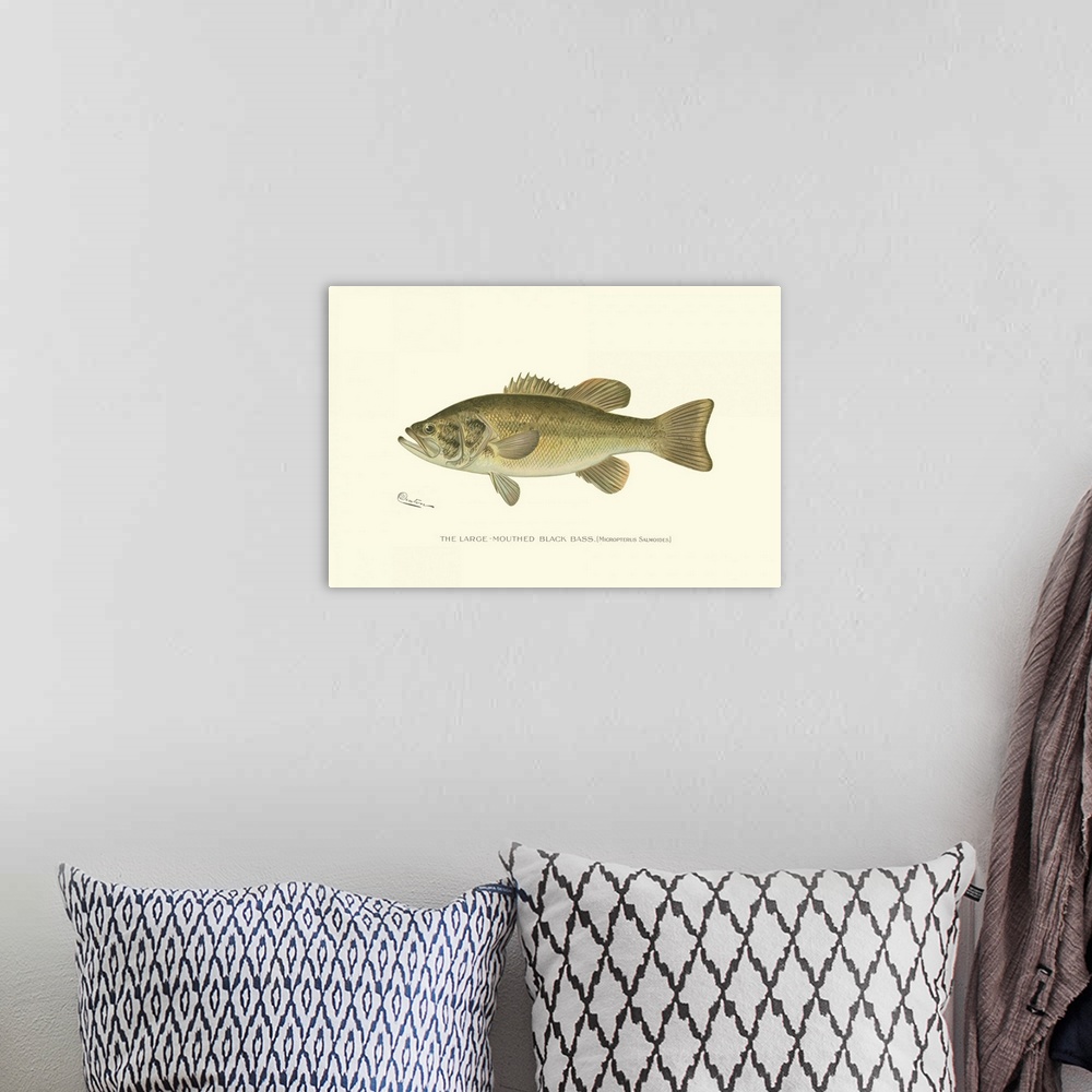 A bohemian room featuring Large-Mouthed Black Bass