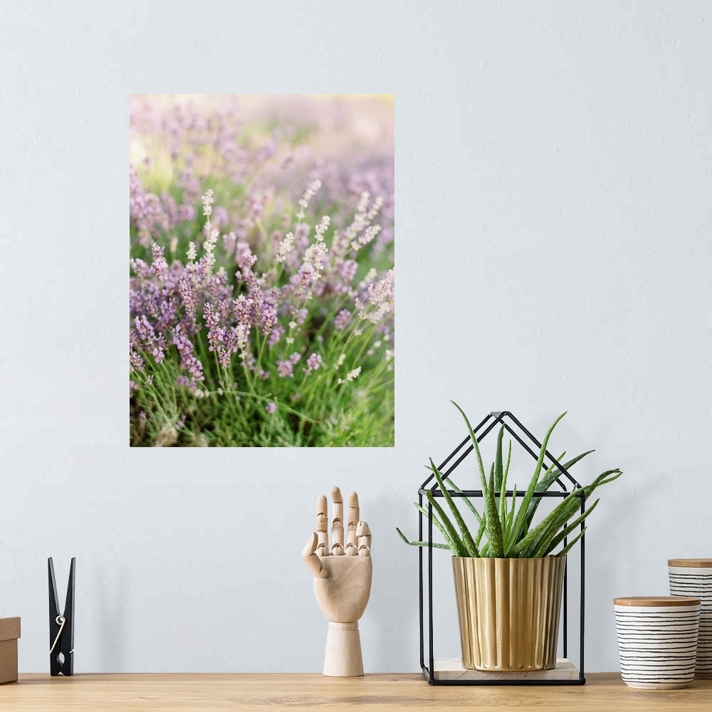 A bohemian room featuring Short depth of field photograph of lavender in a field, Kelowna, Canada.