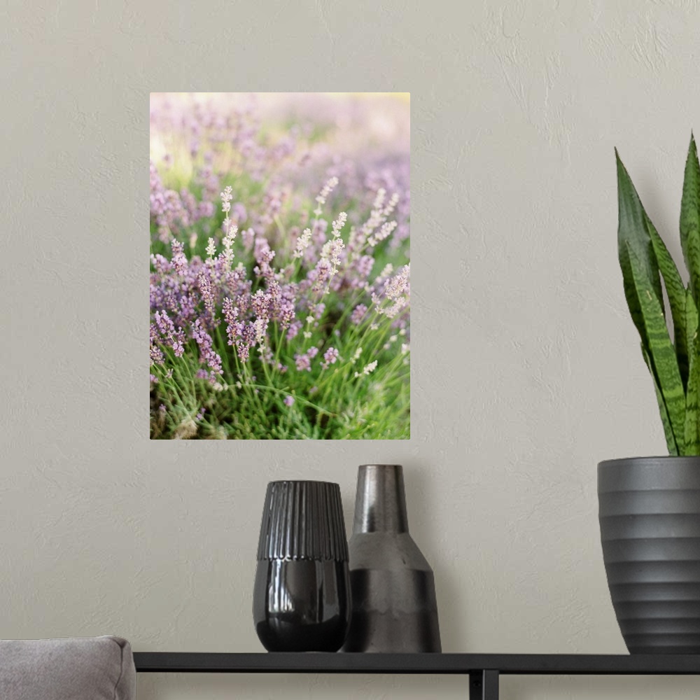A modern room featuring Short depth of field photograph of lavender in a field, Kelowna, Canada.