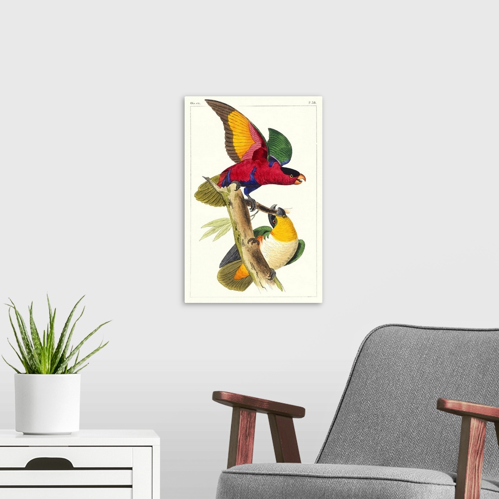A modern room featuring Lemaire Parrots I