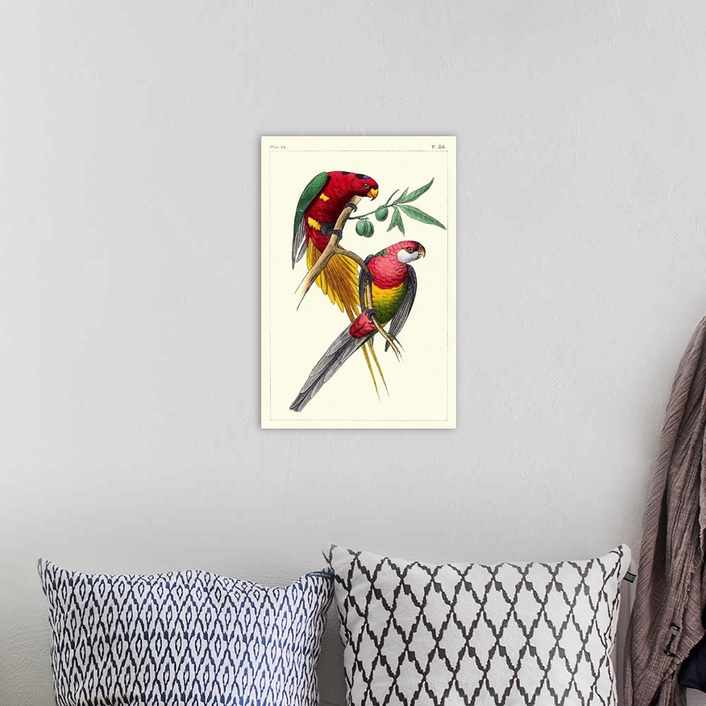 A bohemian room featuring Lemaire Parrots III