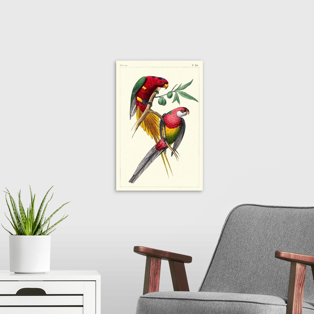 A modern room featuring Lemaire Parrots III