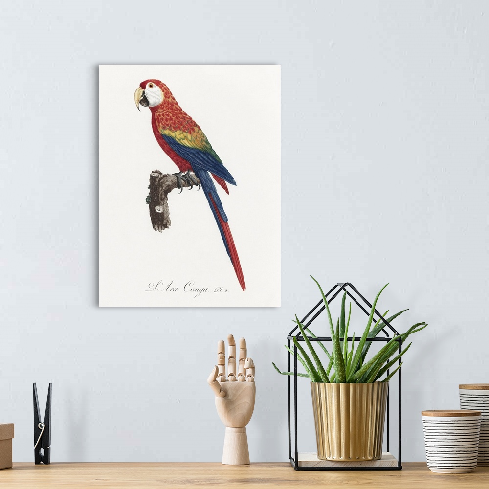 A bohemian room featuring Levaillant Parrot II