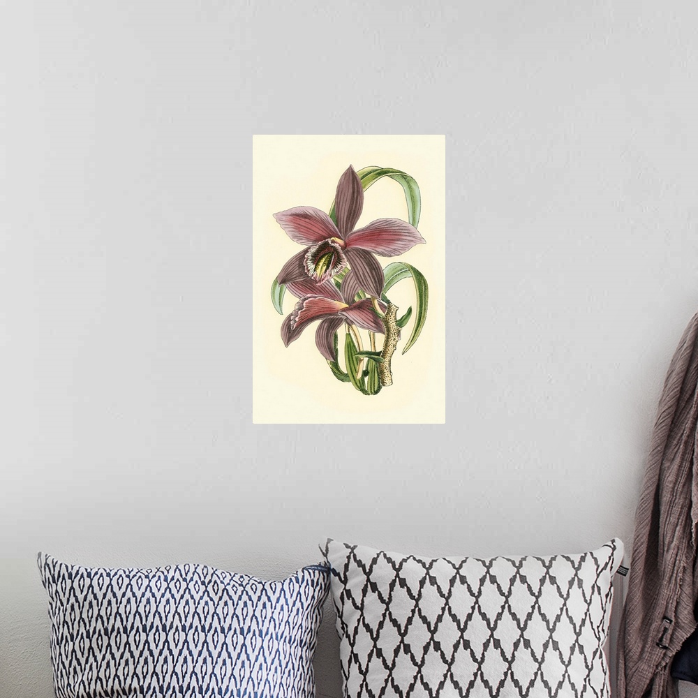 A bohemian room featuring Lilac Orchid I