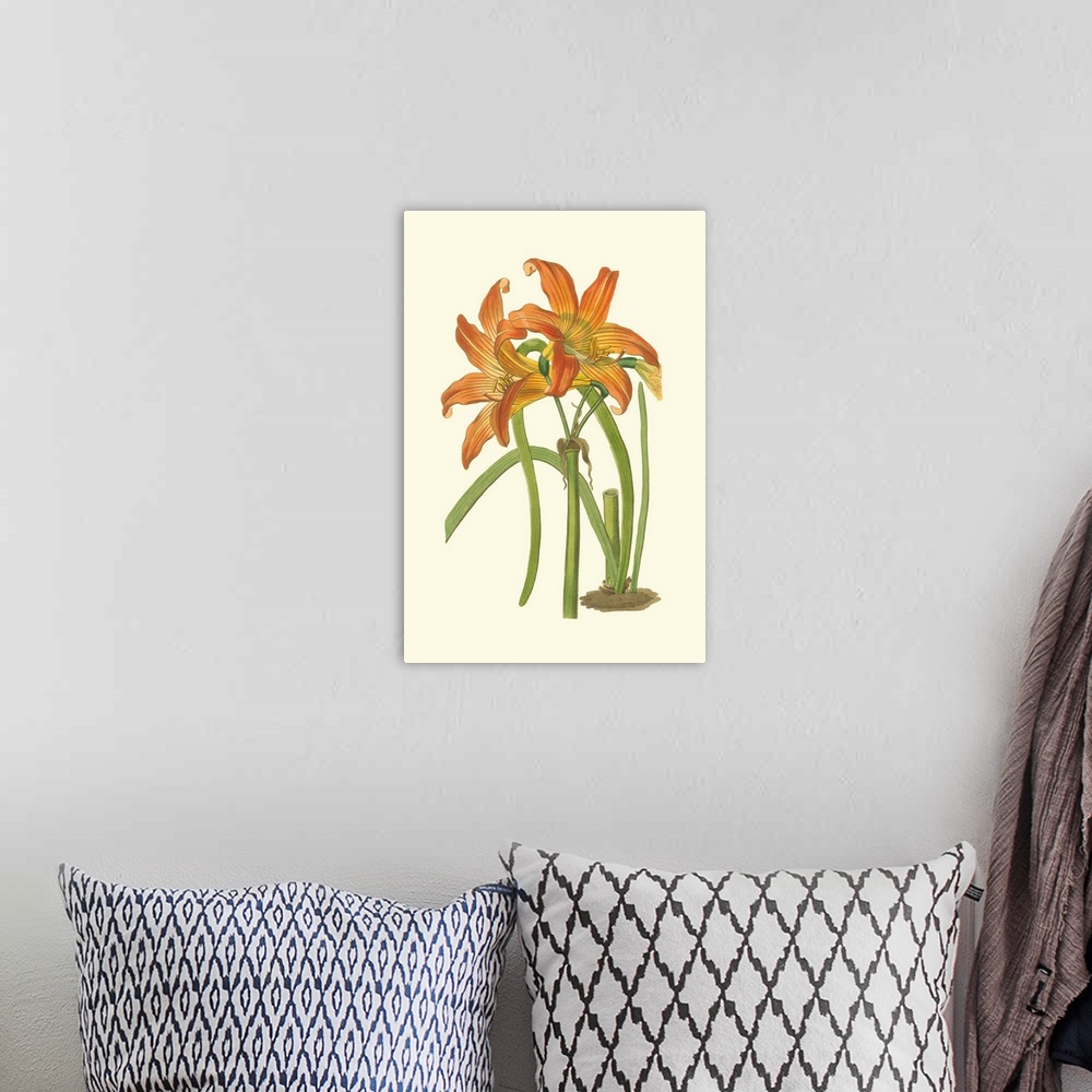 A bohemian room featuring Lily Varieties IV