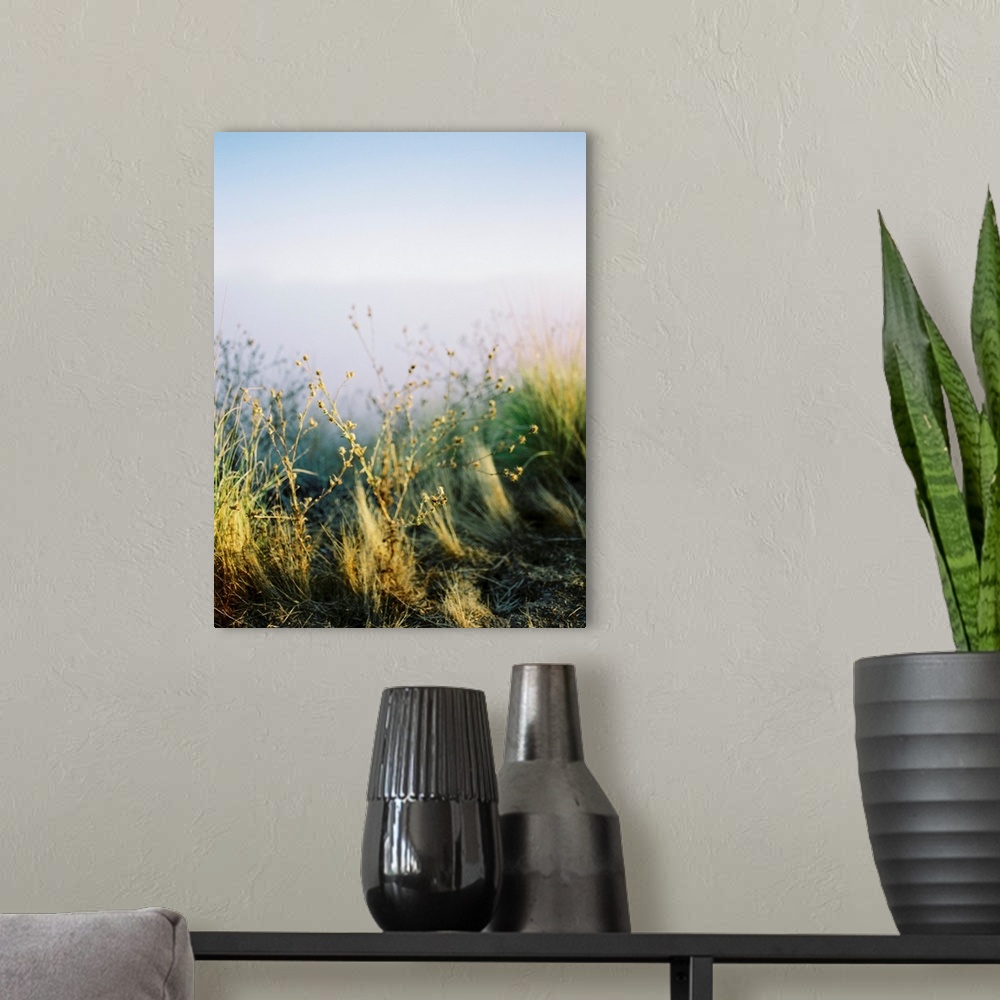 A modern room featuring Photograph of desert plants, California.