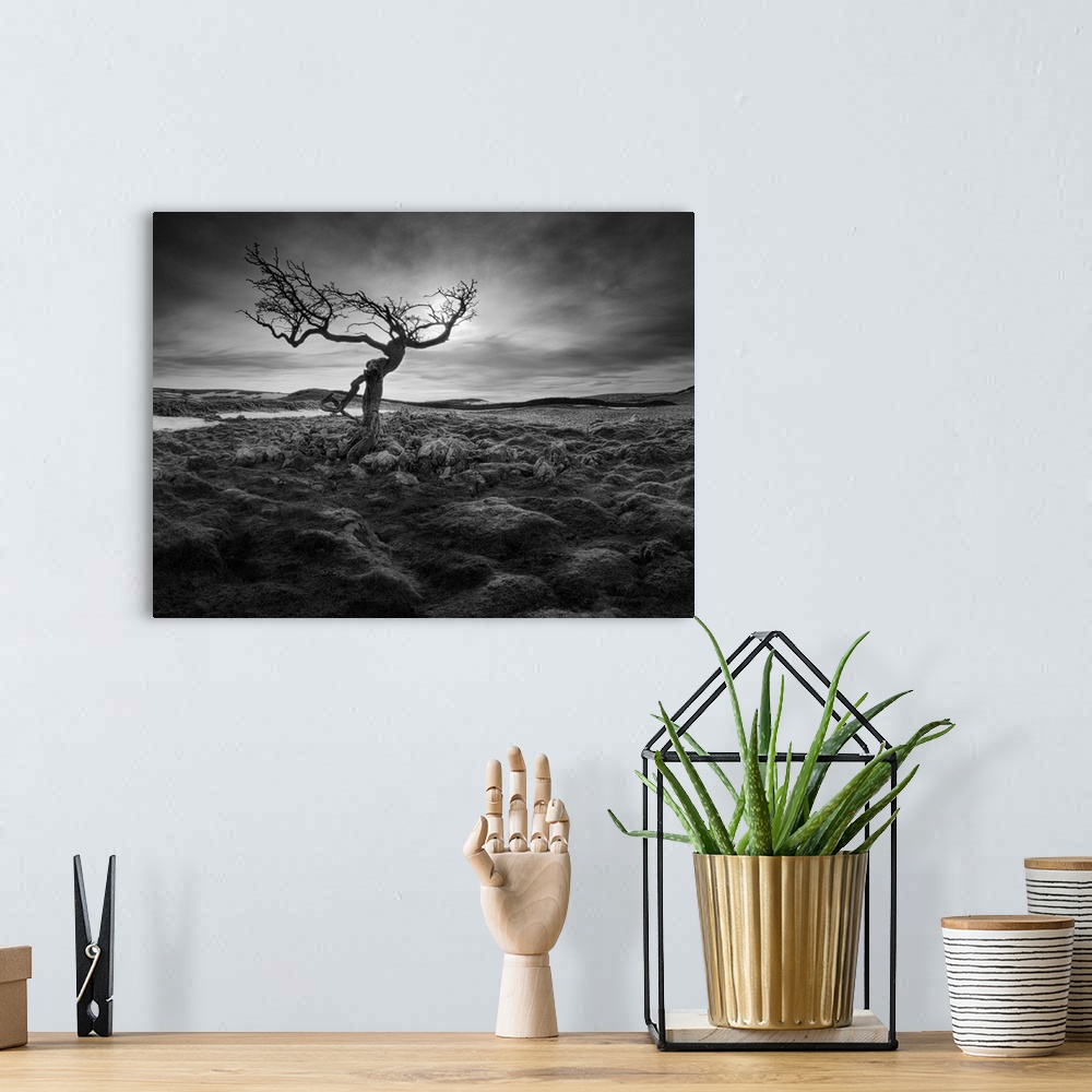 A bohemian room featuring A black and white photograph of a gnarled tree standing lone in a baron looking landscape.