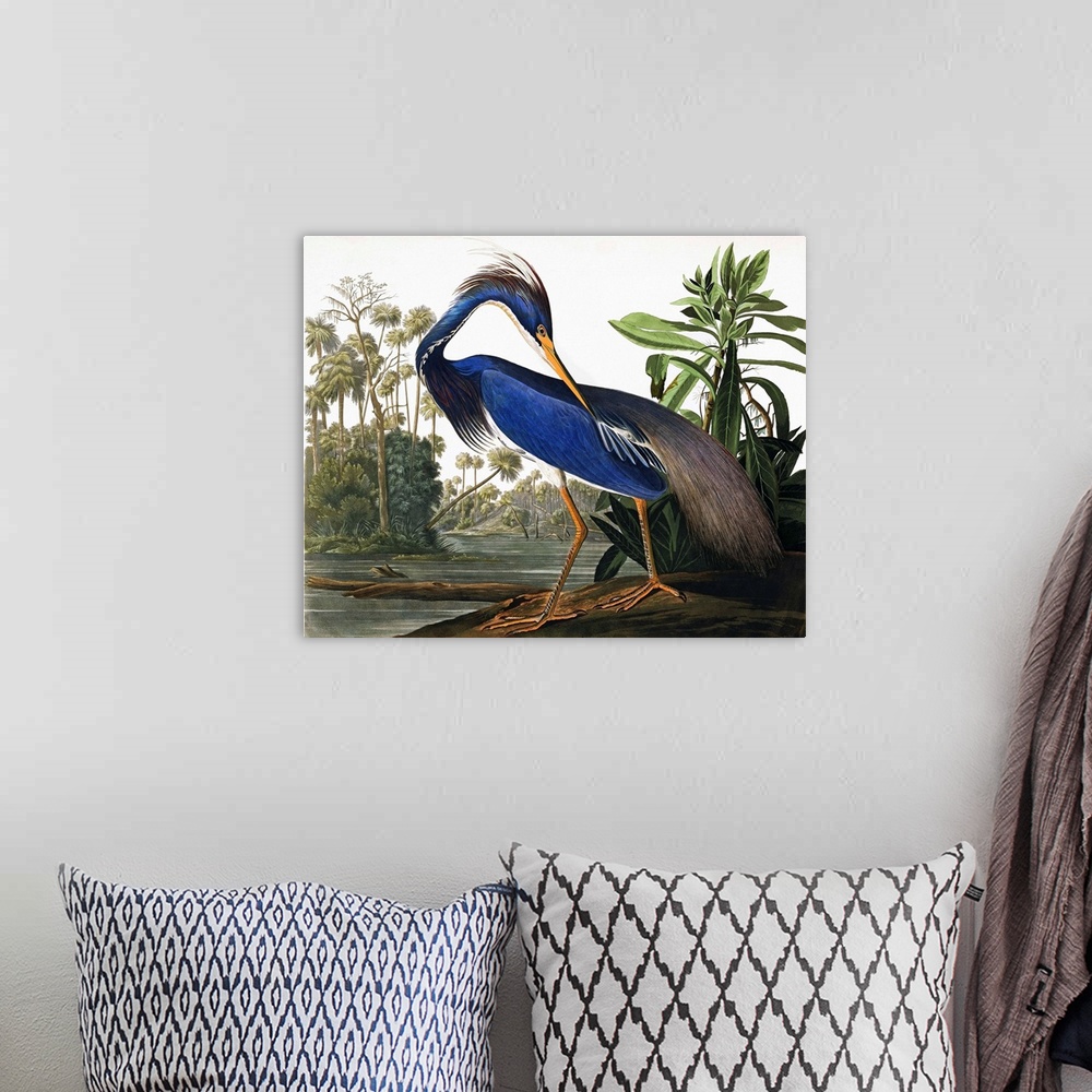A bohemian room featuring This classic by John James Audubon features an elegant heron with vibrant blue plumage, on a wetl...