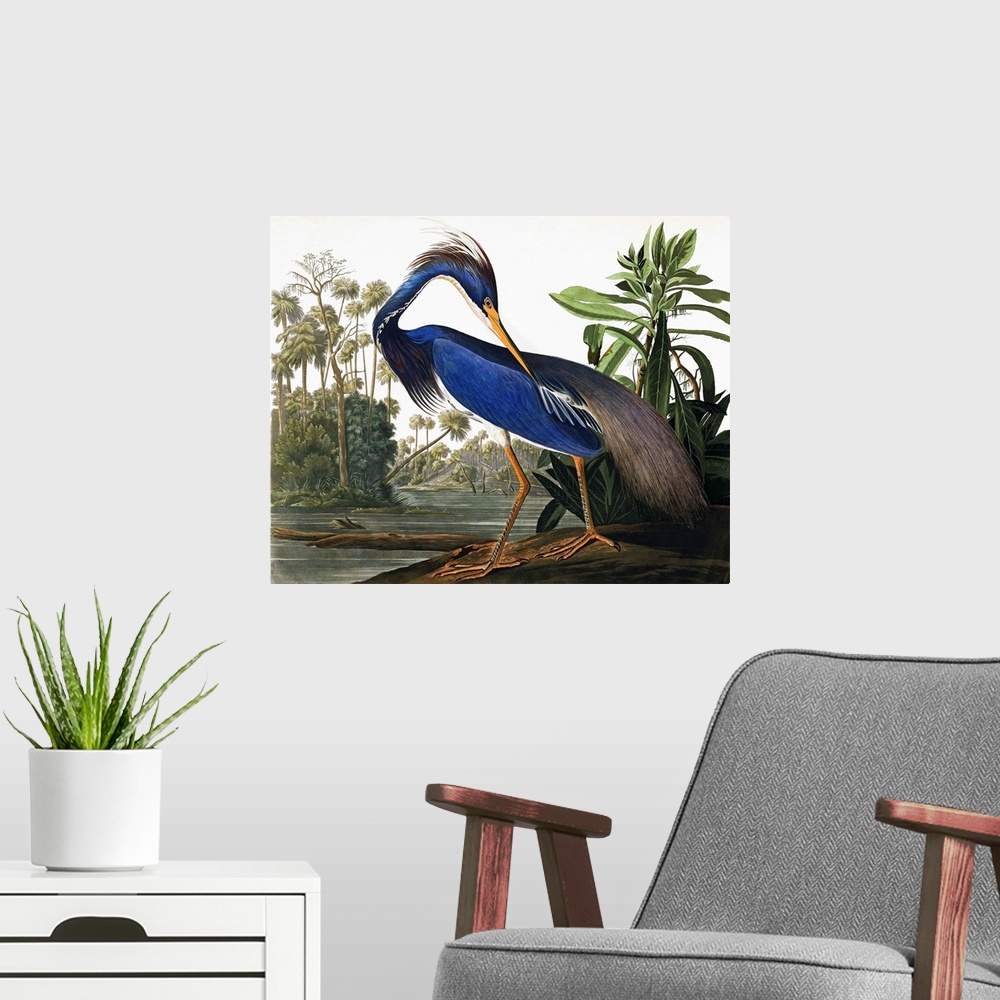 A modern room featuring This classic by John James Audubon features an elegant heron with vibrant blue plumage, on a wetl...
