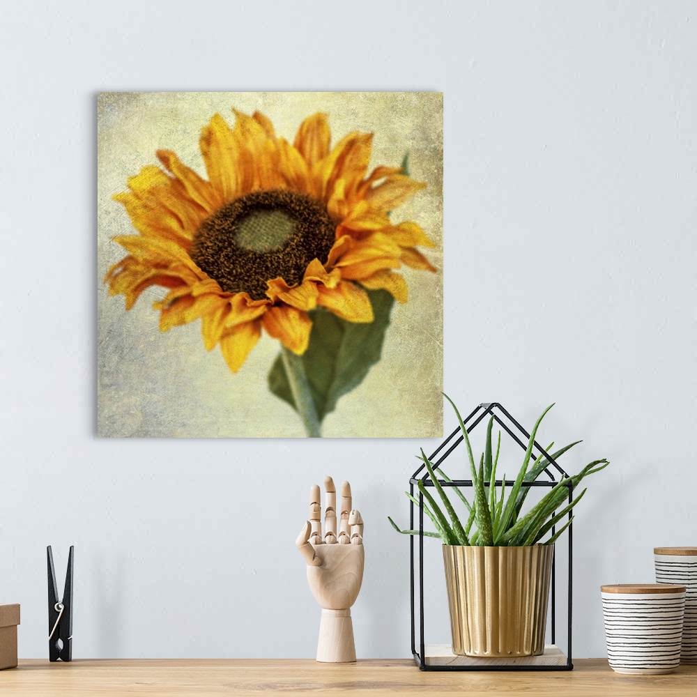 A bohemian room featuring Fine art photo of a single sunflower with a grunge texture.