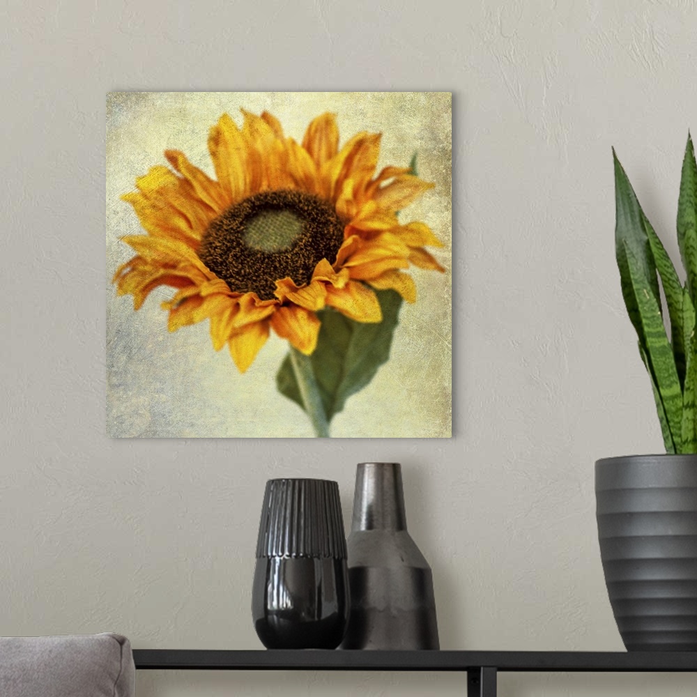 A modern room featuring Fine art photo of a single sunflower with a grunge texture.