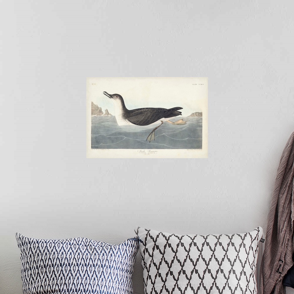 A bohemian room featuring Manks Shearwater