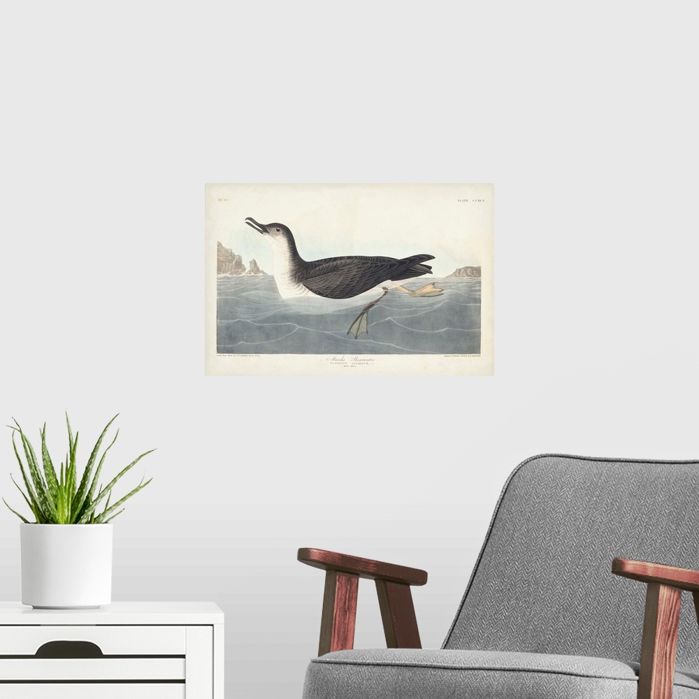 A modern room featuring Manks Shearwater