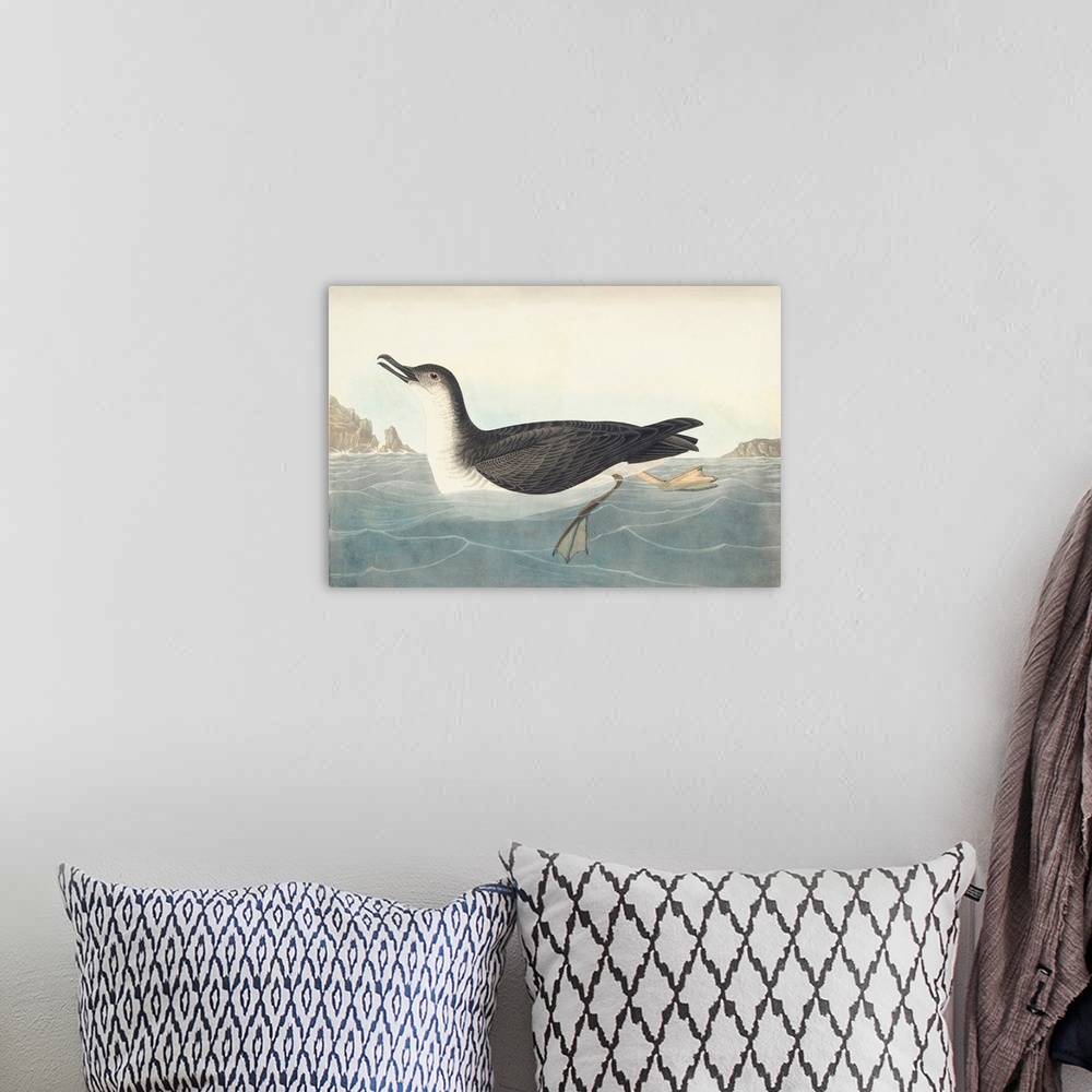 A bohemian room featuring Manks Shearwater