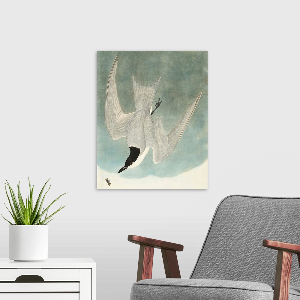 A modern room featuring Marsh Tern