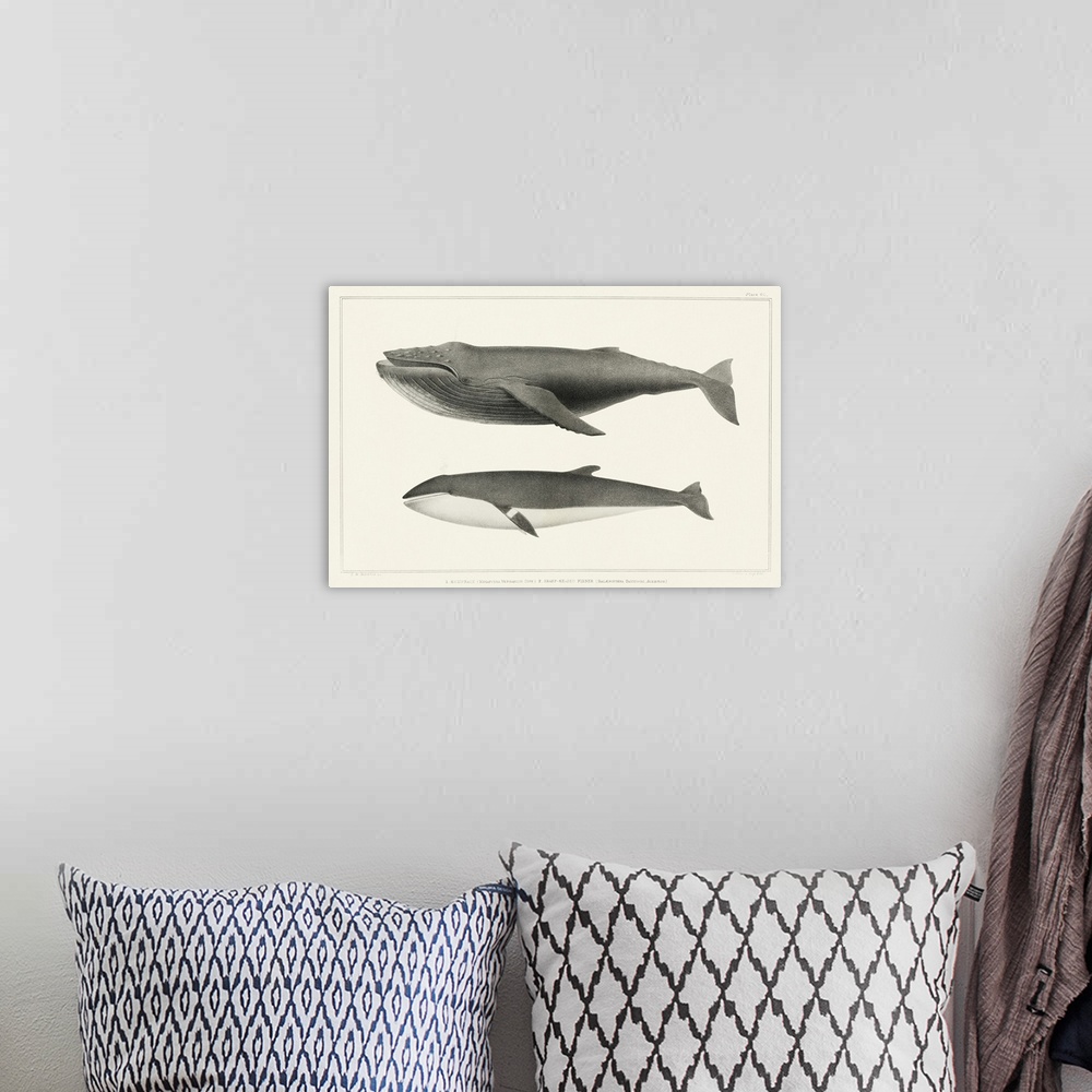 A bohemian room featuring Melville's Whales II