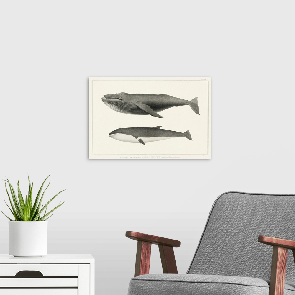 A modern room featuring Melville's Whales II
