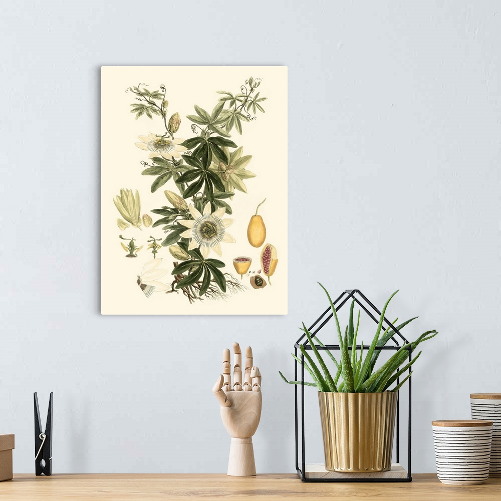 A bohemian room featuring Vintage stylized illustration of a botanical species.