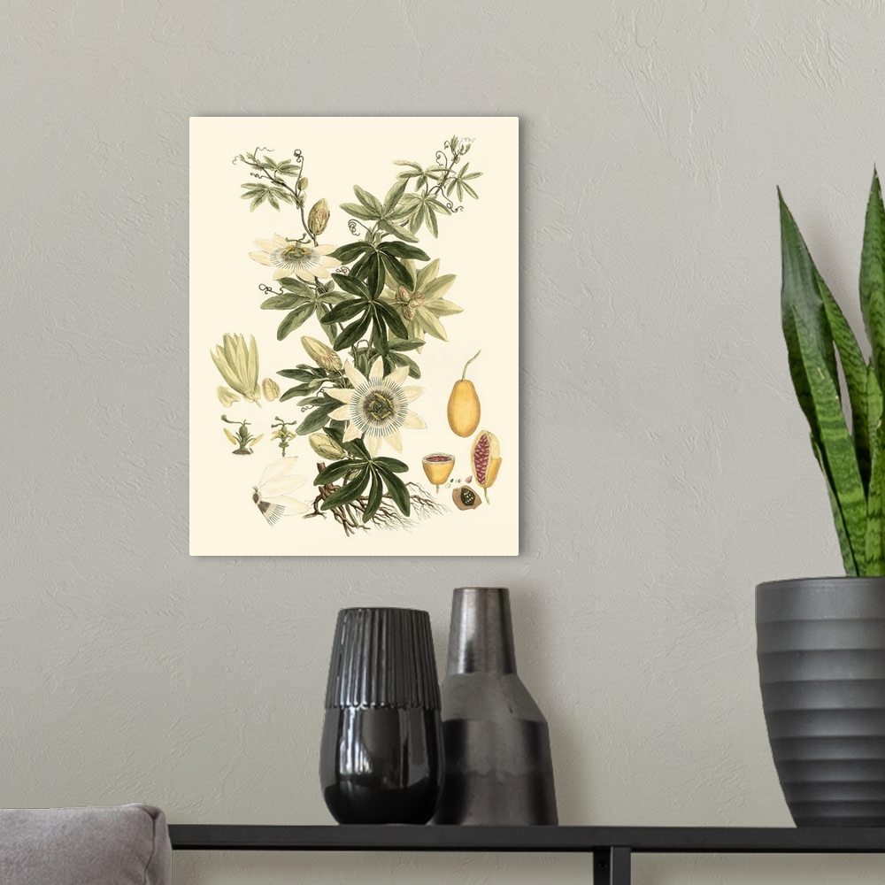 A modern room featuring Vintage stylized illustration of a botanical species.