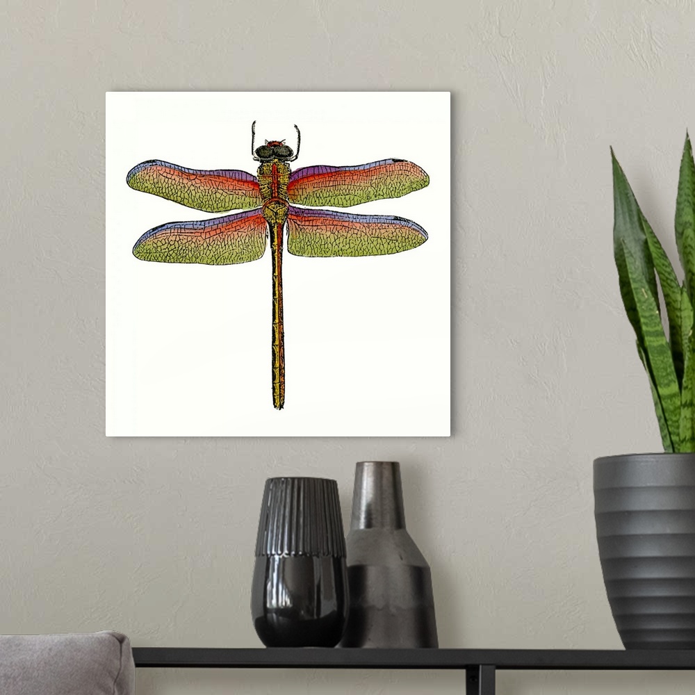 A modern room featuring Miniature Dragonfly III