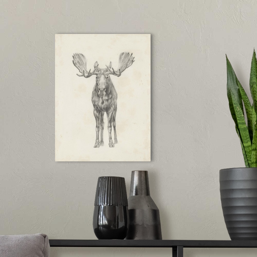 A modern room featuring Pencil drawing of a moose seen from the front.