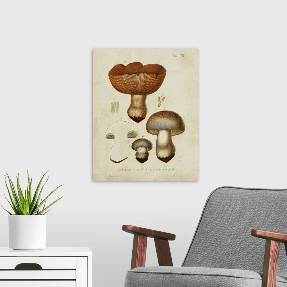 A modern room featuring Mushroom Varieties I