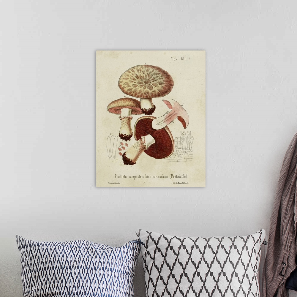 A bohemian room featuring Mushroom Varieties II