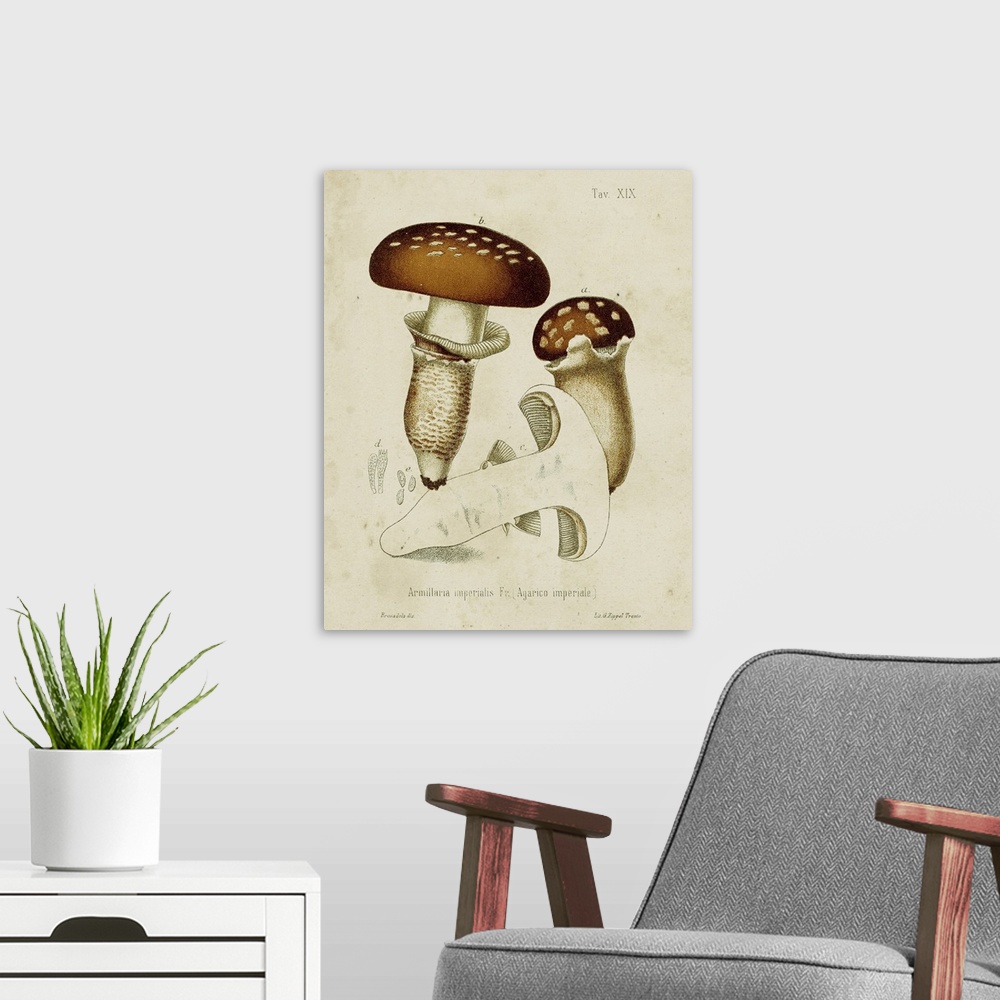 A modern room featuring Mushroom Varieties III